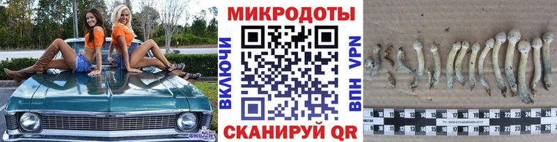 Псилоцибиновые грибы Psilocybe  Купить где  Наволоки 